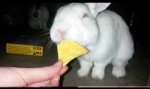 bunny_nachos.jpg