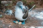 Blue-footed-booby-at-nest-with-eggs.jpg