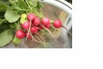 first radishes.jpg