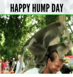 2 happy-hump-on man.png