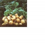 new potatoes.jpg