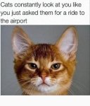 Cats-airport.jpg