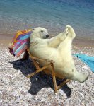 Polar-Bear-Sunbathing--26541.jpg