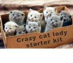 Cat-Lady-Starter-Kit_1.jpg