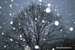 snowfall.jpg