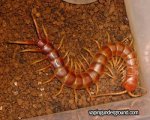 centipede-peruvian.jpg