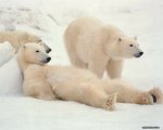 polar-bears-snow-animals-wallpaper.jpg
