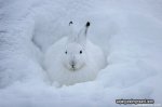 rabbit-snow-before-575x383.jpg