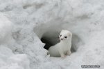 Pictures of Truly Adorable Animals in Snow 13.jpg