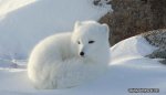 arctic-fox-1.jpg