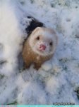 cute-snow-ferret.jpg
