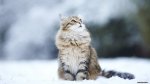 cat-in-the-snow-animal-hd-wallpaper-1920x1080-5268.jpg