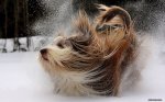 dog-playing-in-the-snow-hd-animal-wallpaper.jpg