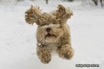 adorable-animals-playing-in-the-snow717111010-oct-19-2012-1-600x4001.jpg