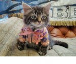 The_Kitten_Sweater.jpg