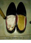 Shoe_Kitty.jpg