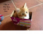 I_Fit_In_This_Tiny_Box.jpg