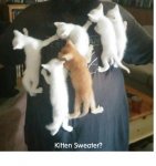 Kitten_Sweater933.jpg