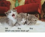 Such_Cute_Kittens971.jpg