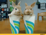bunnies in cup.gif
