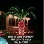 so-this-is-why-you-dont-put-lights-on-a-palm-tree-148495.jpg