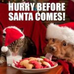 christmas-dog-meme-59d2f88b6f406.jpg