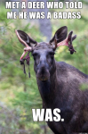 moose-meme-59def2f07333a.png