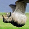 Flying Rhino