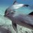 Dolphins35