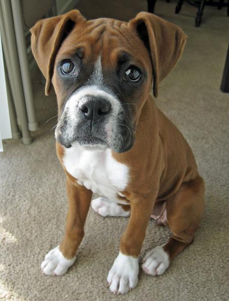 boxer-dog-photo.jpg