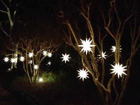lights-on-trees-in-the.jpg