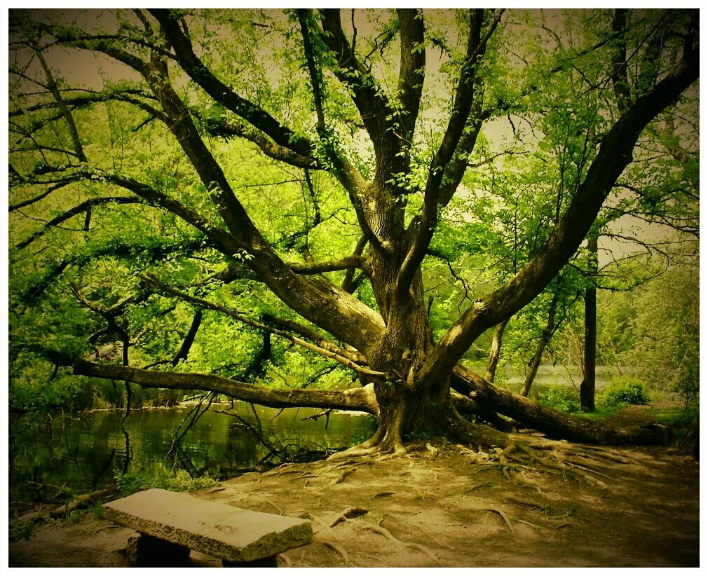 Cool-Tree-in-Asheville-NC.jpg