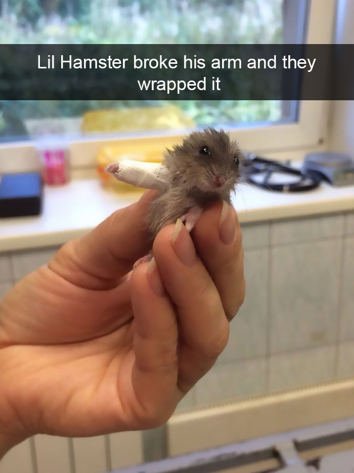 animal-snapchats-44-587f6757c4e26__700.jpg