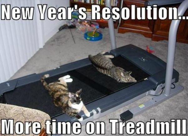 19650b184ccaaa6f5ff46e00b4cecff6--treadmills-funny-cats.jpg