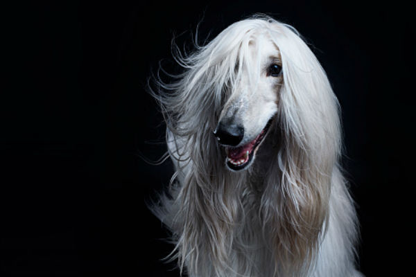 afghanhound_dog_pictures_.jpg