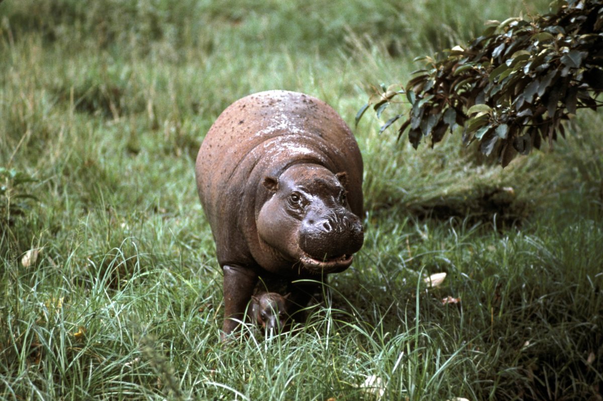 A pygmy hippopotamus is different than the common hippo in several ways, the San Diego Zoo says.