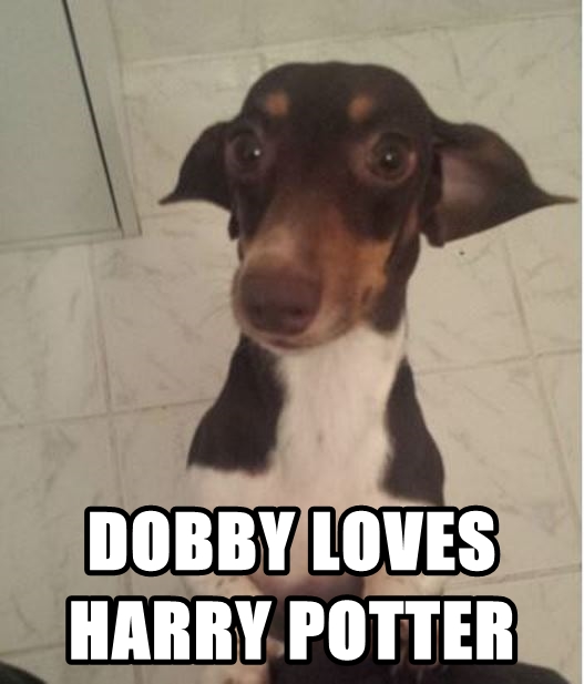 dobby_dog_meme_by_sir_meme-d7y6qgi.jpg