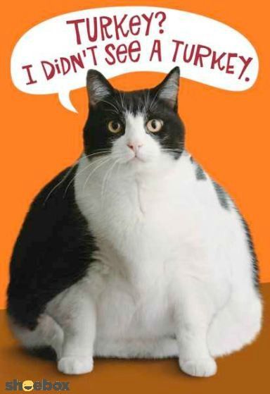 215314-Funny-Cat-Thanksgiving-Quote.jpg