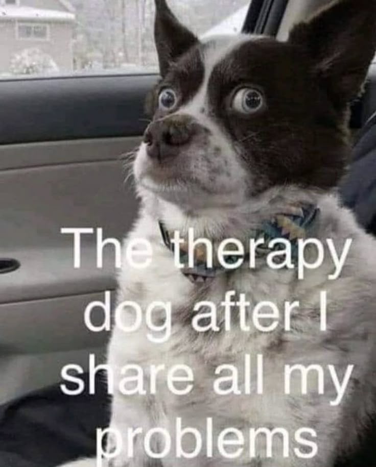 This may contain: a dog is sitting in the back seat of a car and looking up at something that says, the therapy dog after i share all my problems