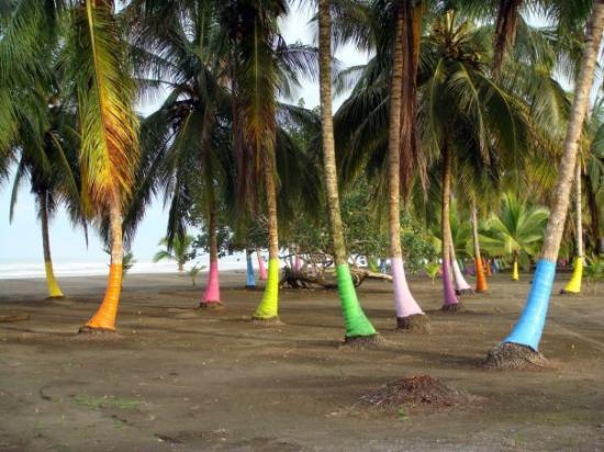 cool-colored-palm-trees.jpg