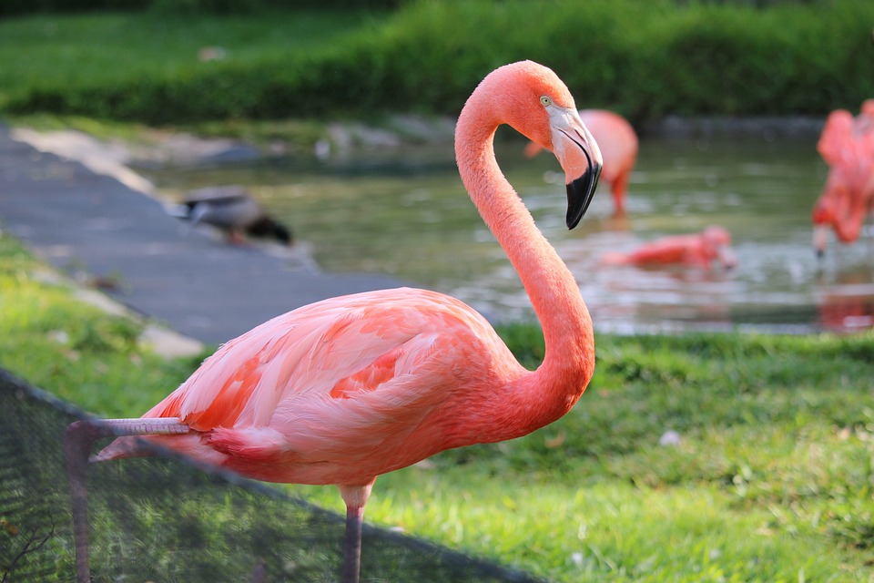 flamingo-1792211_960_720.jpg