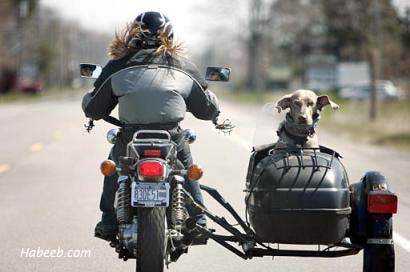 photography.08.dog.biker.1.jpg