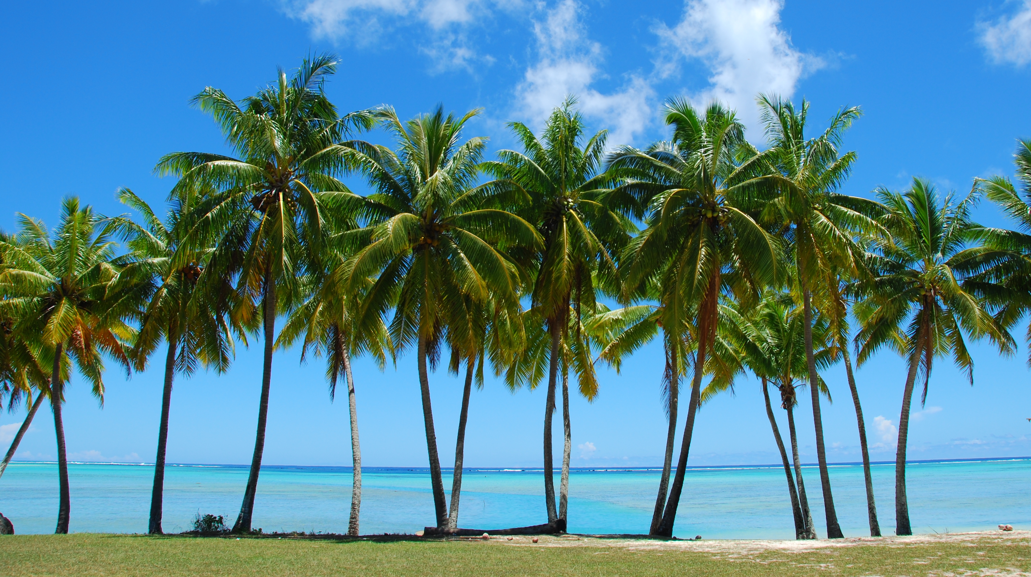 palm-trees-beach.jpg