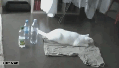 1319215852_paranoid_cat_scares_itself_with_bottle.gif