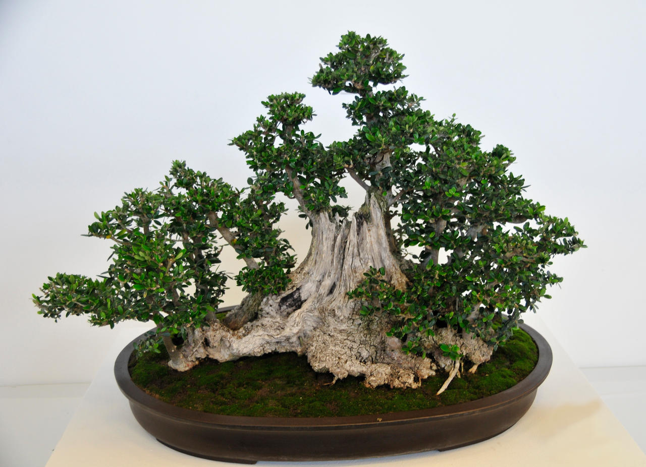 Leila_Kusumi_Bonsai_by_AndySerrano.jpg