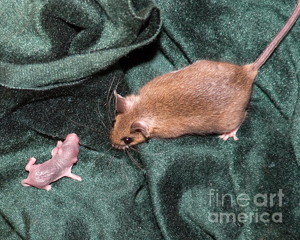 field-mouse-mama-and-baby-deborah-smith.jpg