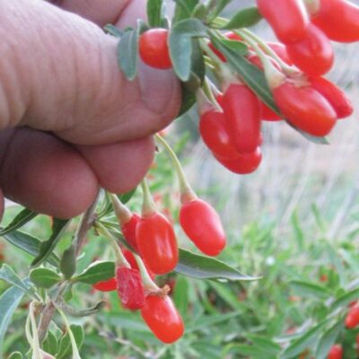 The Goji Berry Plant: Grow the Alpha Superfood in Your Garden