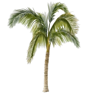 palm-tree.gif