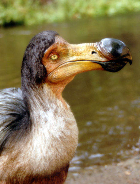 dodo-03.jpg
