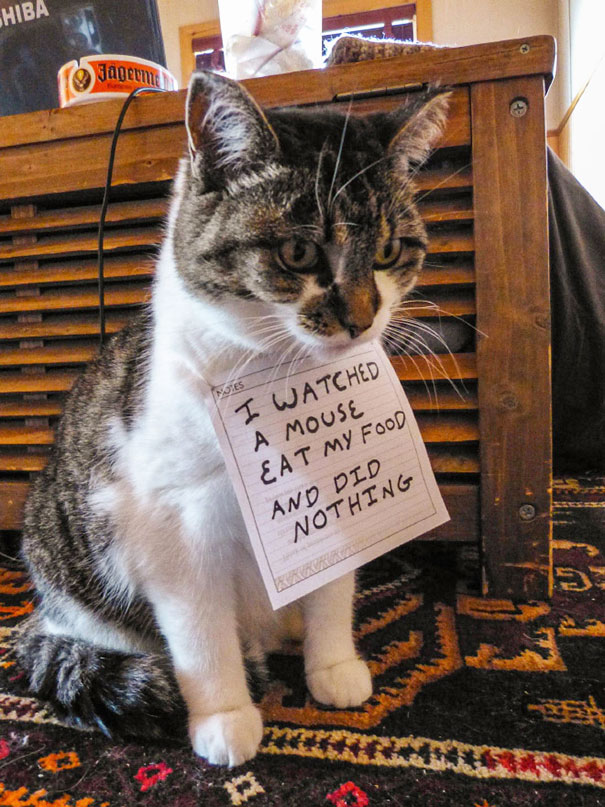 cat-shaming-3__605.jpg